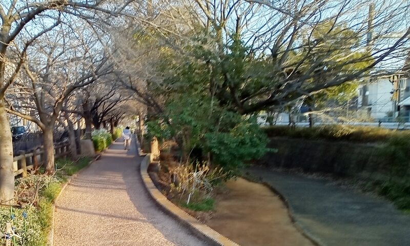 公園内の遊歩道