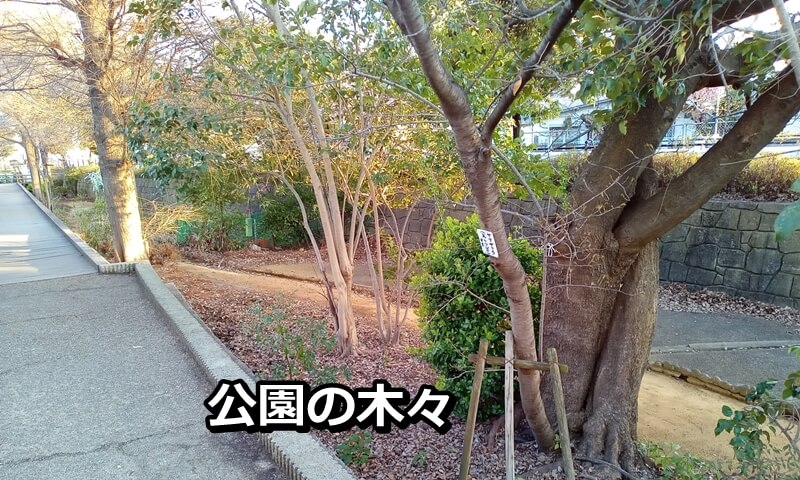 公園の木々