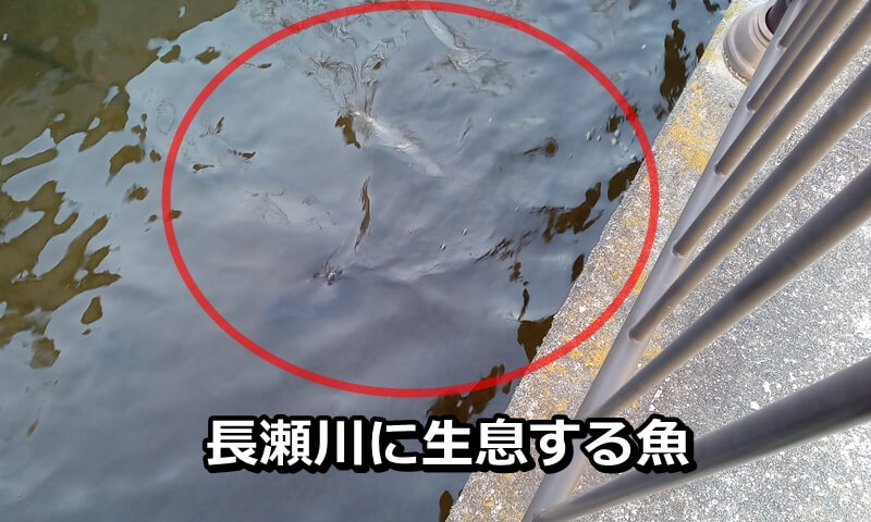 長瀬川に生息する魚