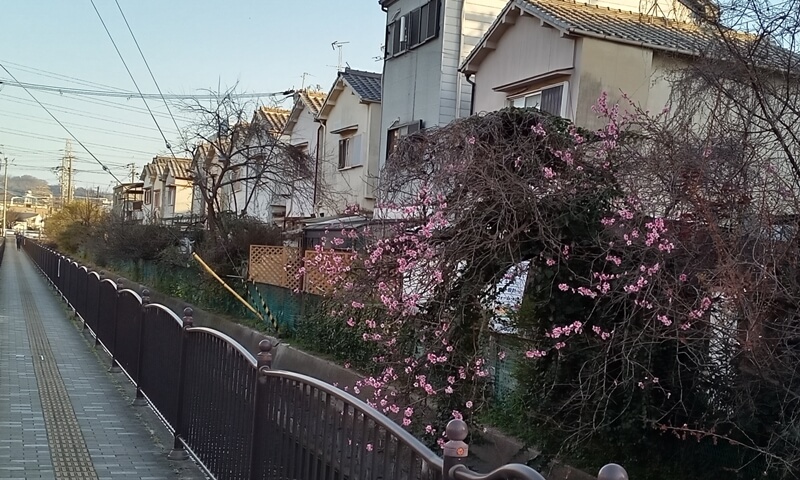 長瀬川遊歩道で見かけた花