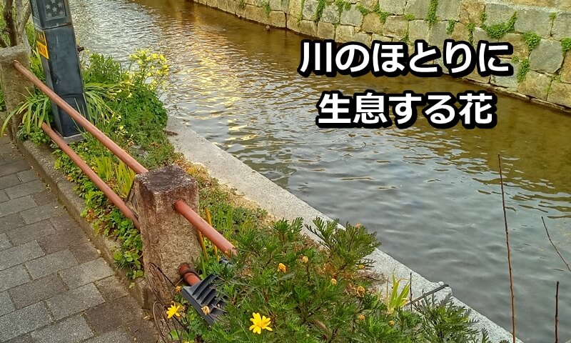 川のほとりに生息する花